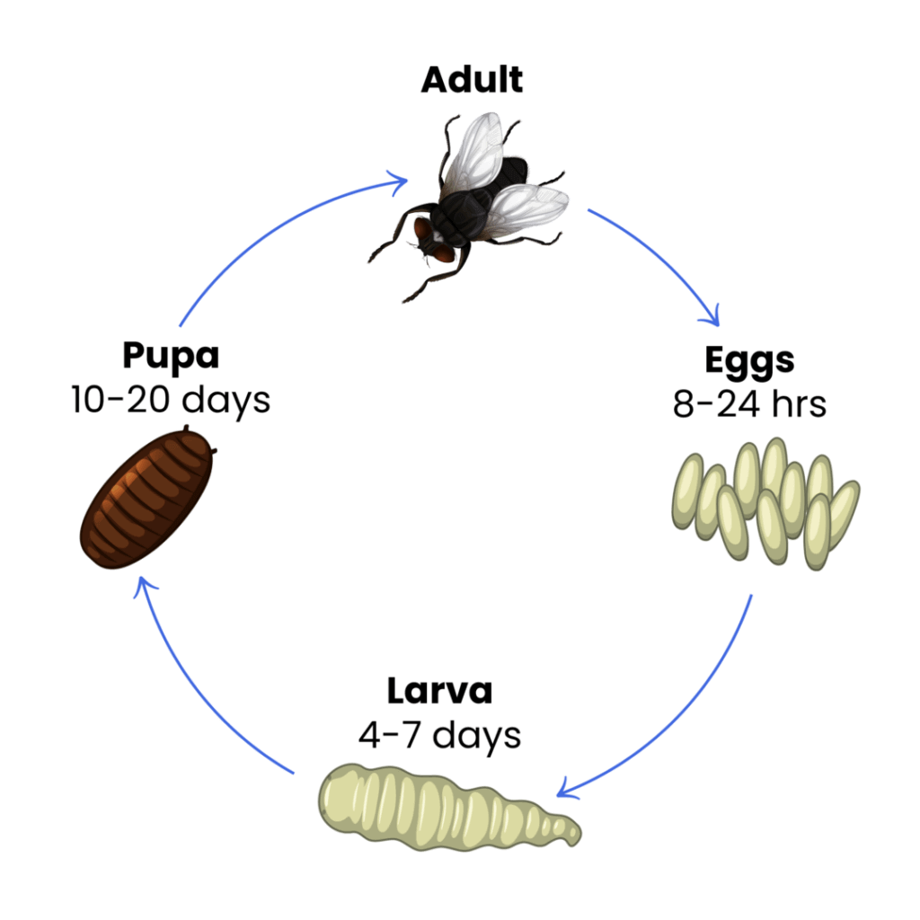 Fly life cycle diagram: fly, eggs, larva and pupa
